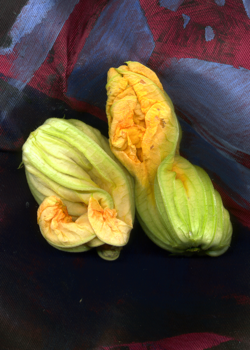 Squash Blossoms 6/17/99