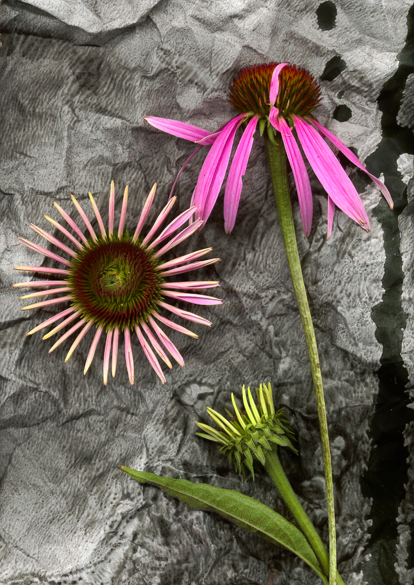 Cone Flower 6/30/99